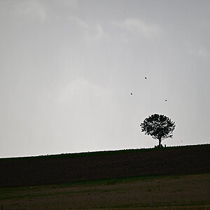 Z8A_1147t5l20s40p1.jpg