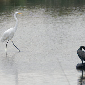 N9268186nikon.jpg