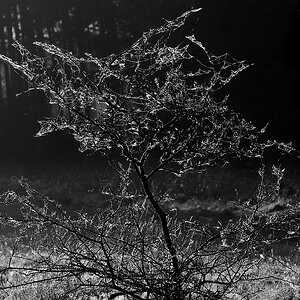 NB043536nikon-1.jpg