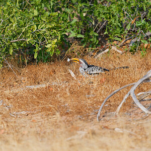 2025-09-23 009 Southern Yellow-billed Hornbill_1.jpg