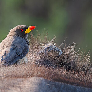 2025-09-29 012 Yellow-billed Oxpecker_2.jpg