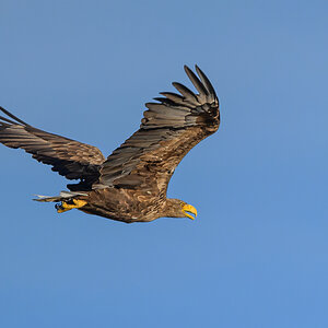 NZ9_8676_Seeadler_Hörsten_IA_9_2025.jpg