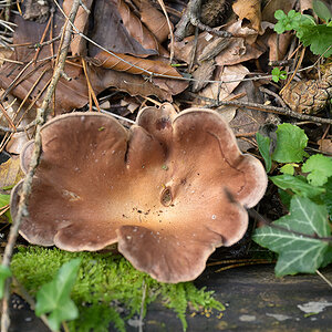 Pilze_ZF11132_15x10x150.jpg