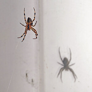 spinne_schatten.jpg