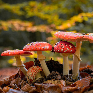 Herbst im Untertaunus.jpg