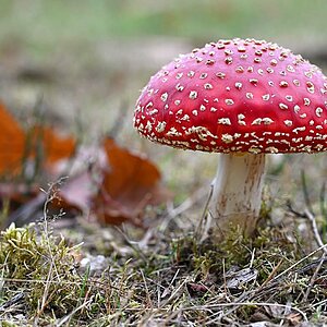 Fliegenpilz 6.jpg