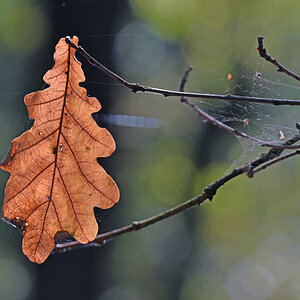 blatt_2.jpg
