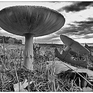 Fliegenpilz 11_BW 2.jpg
