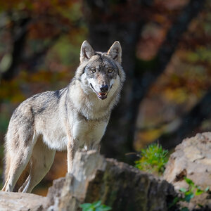 Wolf.jpg