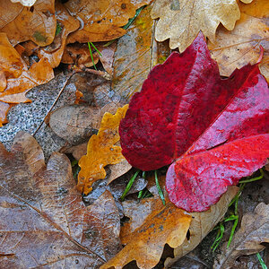 blatt_4.jpg