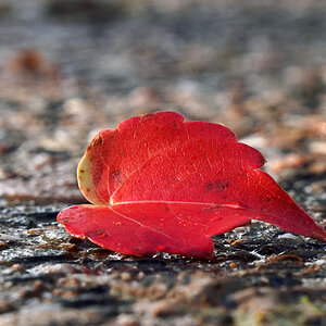 blatt_5.jpg