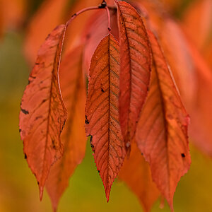 Blatt.jpg