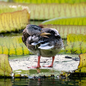 Ente andersrum