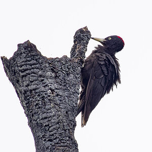 Black Woodpecker.jpg