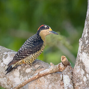 Black-cheeked Woodpecker.jpg