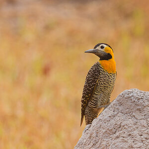 Campo Flicker.jpg