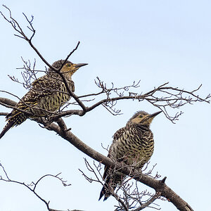 Chilean Flickers.jpg