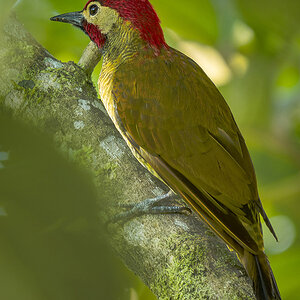 Golden-olive Woodpecker.jpg