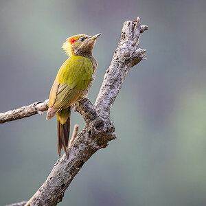 Lesser Yellownape.jpg
