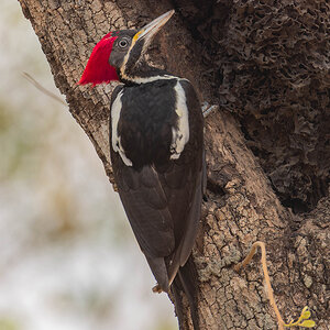 Lineated Woodpecker.jpg