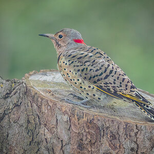 Northern Flicker.jpg