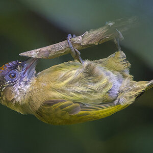 Olivaceus Piculet.jpg