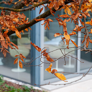 2025-10-25_Tulln_Herbstspaziergang_0007.jpg