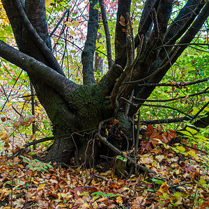 2025-10-25_Tulln_Herbstspaziergang_0011.jpg