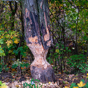 2025-10-25_Tulln_Herbstspaziergang_0014.jpg