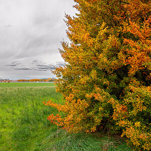 2025-10-25_Tulln_Herbstspaziergang_0018.jpg