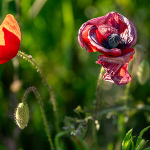 DSC_6009-2.jpg