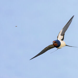 NZ9_0387_Schwalbe hat Fliege im Visier_IA_5_2025.jpg