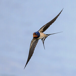 NZ9_0388_Rauchi hat Fliege geschnappt_IA_5-2025.jpg