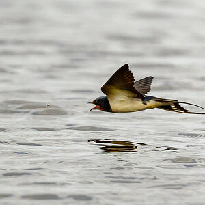 NZ9_0548_Rauchi jagt Fliege__IA_5_2025.jpg