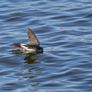 NZ9_5761_Mehli auf dem Wasser_IA_Elbe_8_2025.jpg