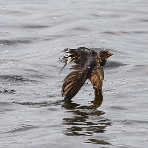 NZ9_6675_Rauchi zerzauselt nach dem Bad in der Elbe_IA_8_2025.jpg