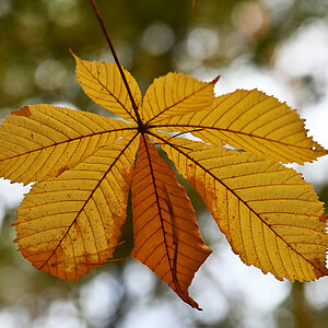 Herbstkastanie.jpg