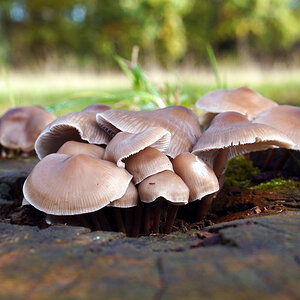 pilz_4.jpg