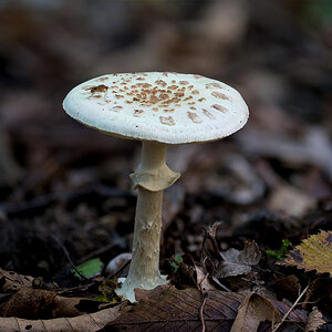 Pilz7.jpg