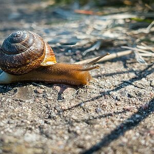 Schnecke.jpg