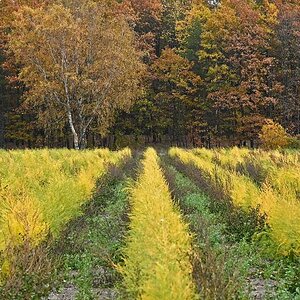 Herbstspargel_2.jpg