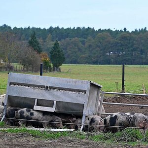 Schweinebande.jpg