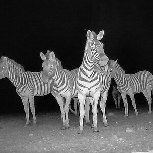 2025-09-19 122 Zebras.jpg