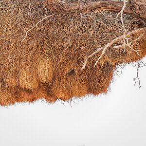 2025-09-20 01 Sociable Weaver Nest.jpg