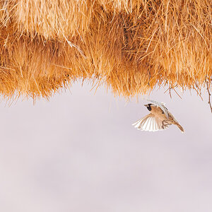 2025-09-20 05 Sociable Weaver in Flight.jpg