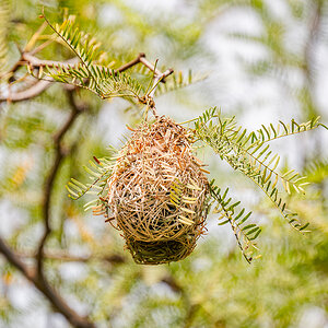 2025-09-21 08 Weaver Nest.jpg