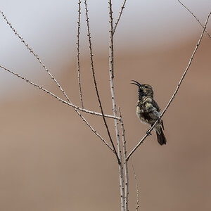 2025-09-21 15 Dusky Sunbird.jpg