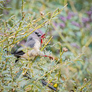 2025-09-21 23 White-backed Mousebird.jpg