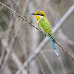 2025-09-21 25 Swallow-tailed Bee-eater.jpg