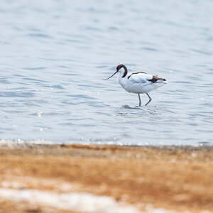 2025-09-21 66 Pied Avocet.jpg